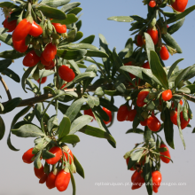 Acaid padrão da UE goji berry goji berry preço frutas secas